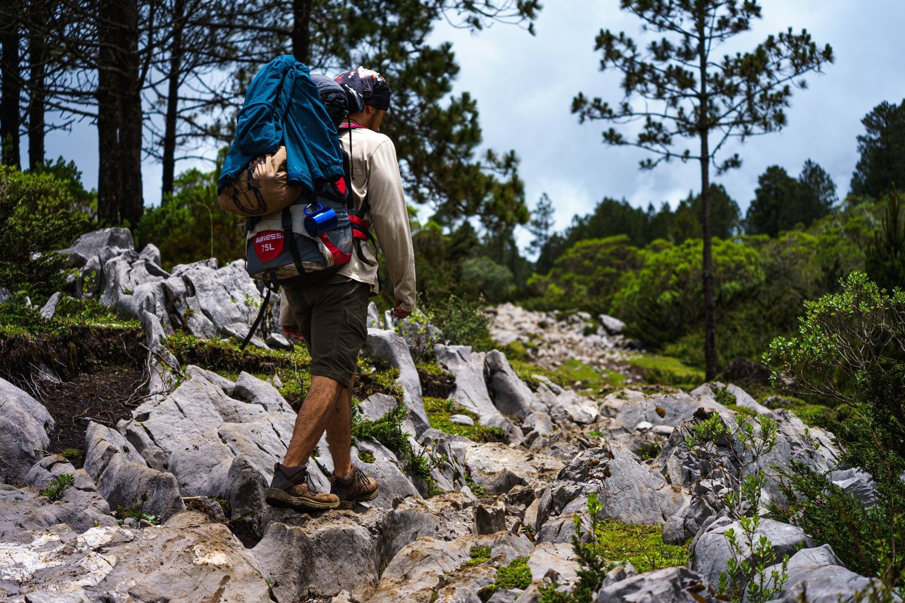 A hiker carrying a large backpack walks along a rocky trail among pine trees.