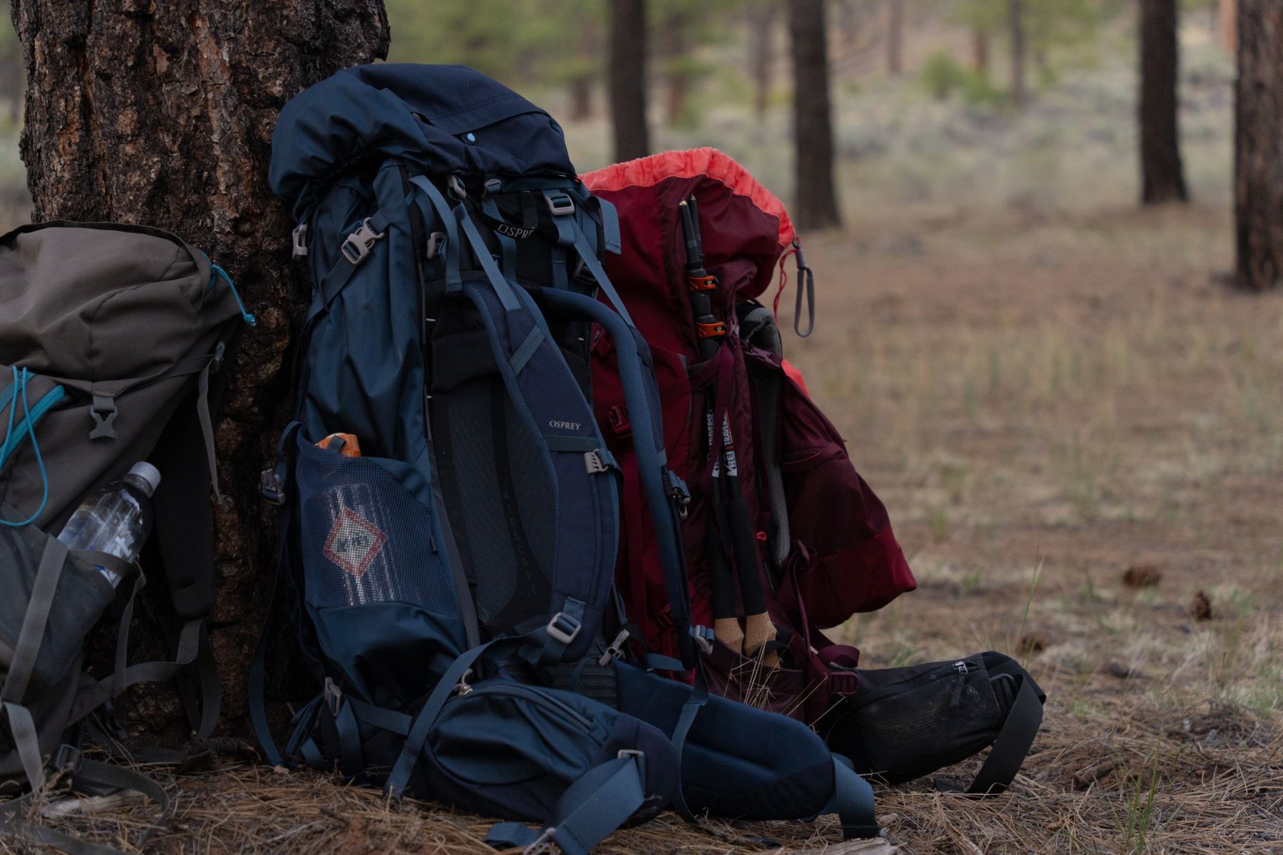 Hiking backpacks resting against a tree on a forest floor.